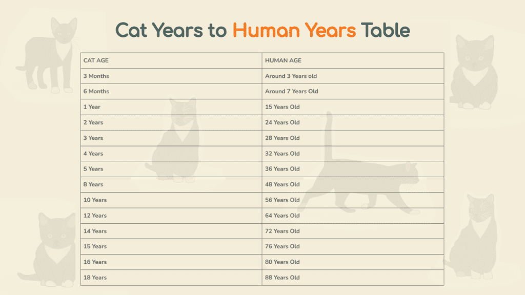 cat years to human years