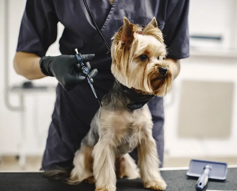 Dog grooming